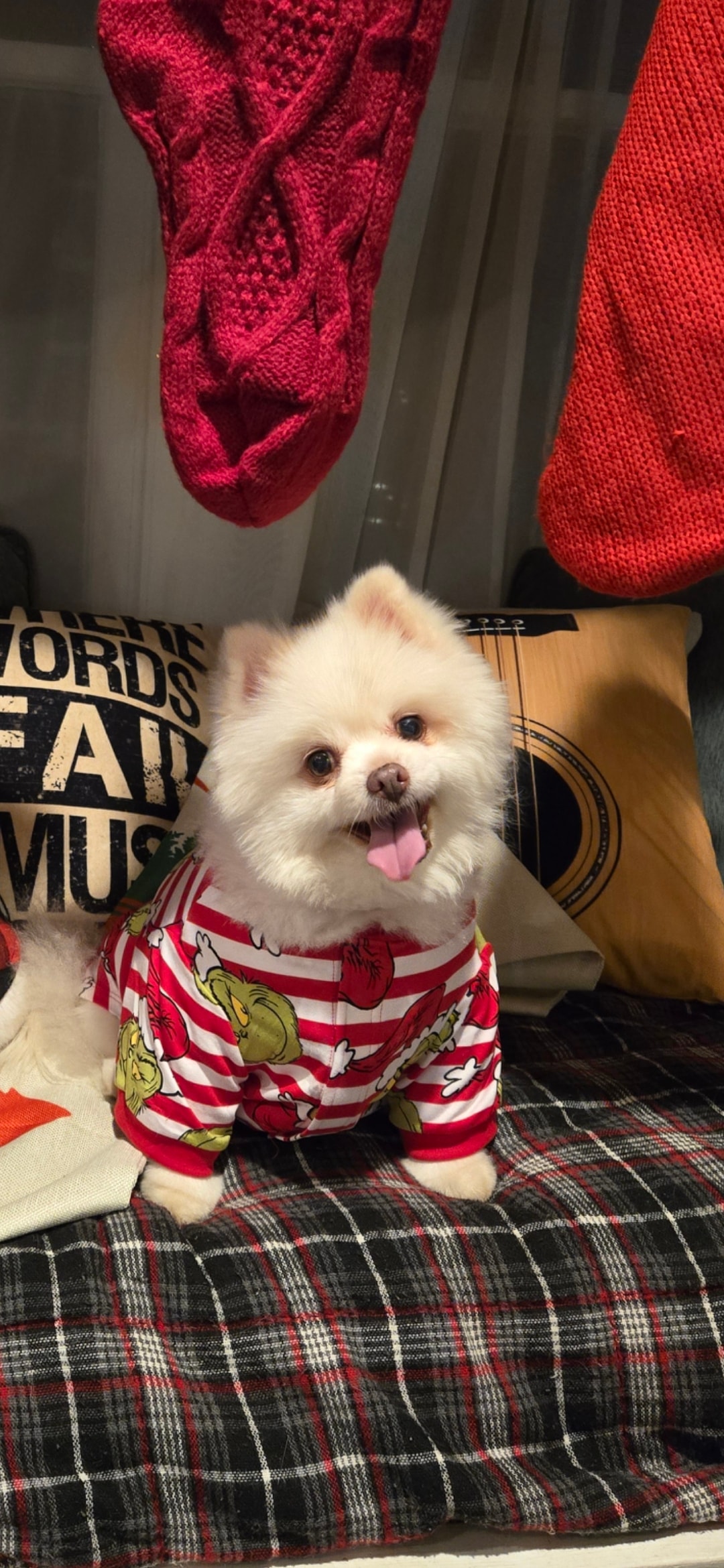 One of Julie's dogs in a festive outfit