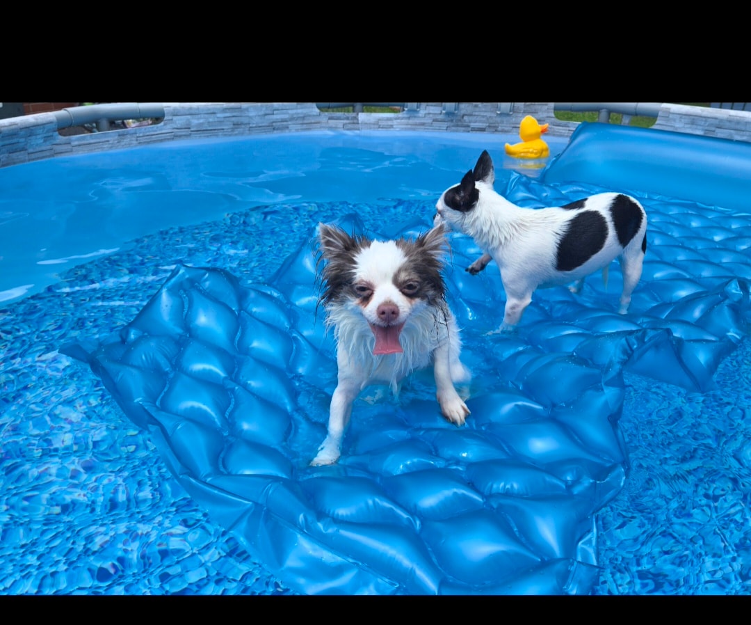 Julie's dogs enjoying the pool